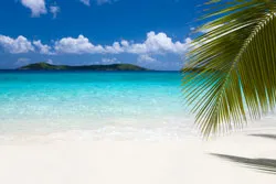 Palm tree frond at the beach