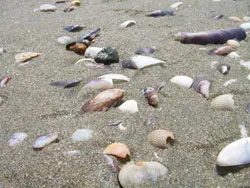 Shells in the beach sand